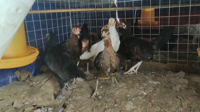200k 1 em Gà mái tre cái 3 tháng trạng đẻ 9 lạng. Mua bán Gà tại Quận 1 Tp Hồ Chí Minh được đăng bởi Gà Tre Phở QN TPHCM hình 1