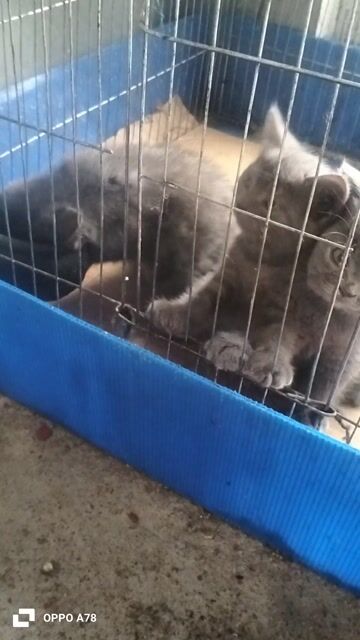 Mèo ALN đực 2 tháng. Mua bán Mèo tại Quận Long Biên Hà Nội được đăng bởi Xoan Bui hình 1