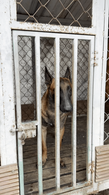 Chó Malinois Nâu đen thông minh. Mua bán Chó tại Thành phố Biên Hòa Đồng Nai được đăng bởi Trần Công Phong hình 1