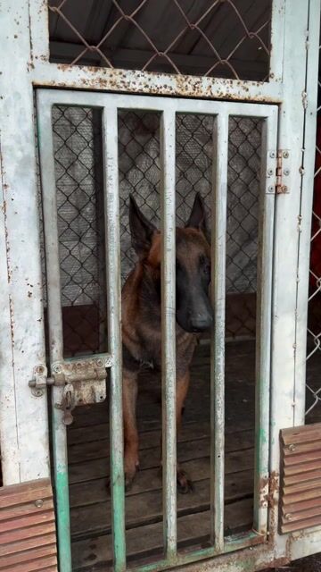 Chó Malinois Nâu đen thông minh. Mua bán Chó tại Thành phố Biên Hòa Đồng Nai được đăng bởi Trần Công Phong hình 1