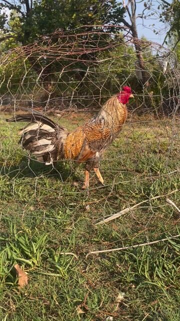 Gà cứu cựa da 2k6. Mua bán Gà tại Huyện Đầm Dơi Cà Mau được đăng bởi Lê Trọng Nhân hình 1