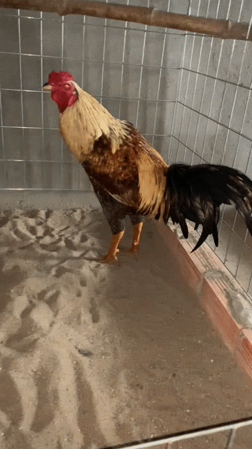 Gà tơ xám chuối 2.6kg. Mua bán Gà tại Huyện Tam Nông Đồng Tháp được đăng bởi Chiến Kê hình 1
