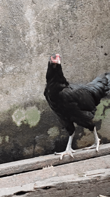 Gà mái ô. Mua bán Gà tại Thành phố Biên Hòa Đồng Nai được đăng bởi Quang dat hình 1