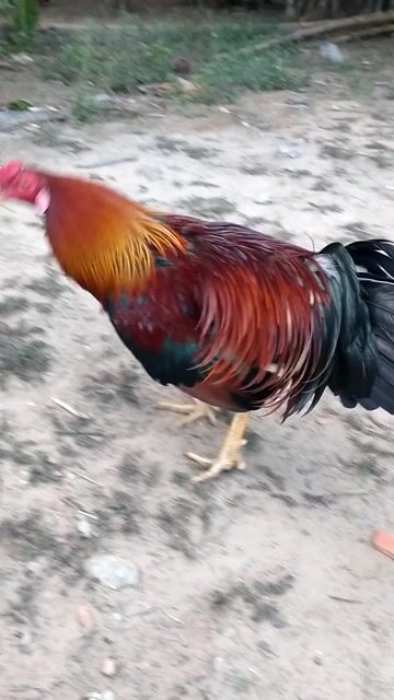 Gà Rin 2.5kg Đực. Mua bán Gà tại Huyện Trà Cú Trà Vinh được đăng bởi anh 9 hình 1