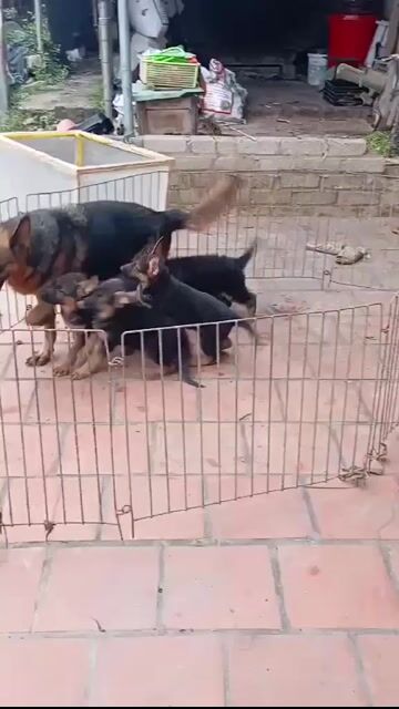 Chó Becgie Đức 2 tháng đã tiêm. Mua bán Chó tại Thành phố Buôn Ma Thuột Đắk Lắk được đăng bởi Anh Duong  hình 1