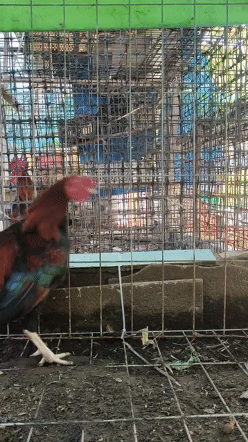 Gà trống Đực Đen, Đỏ. Mua bán Gà tại Thị xã Duyên Hải Trà Vinh được đăng bởi Bình Trương hình 1