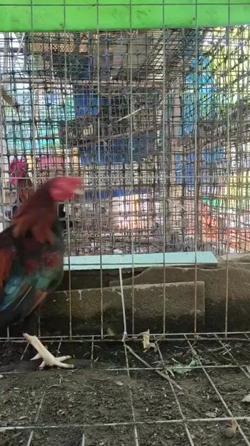 Gà trống Đực Đen, Đỏ. Mua bán Gà tại Thị xã Duyên Hải Trà Vinh được đăng bởi Bình Trương hình 1