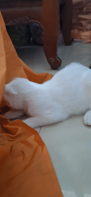 Bé gái Anh Lông Trắng Hai Màu Mắt (gần 3 tháng). Mua bán Mèo tại Quận Ninh Kiều Cần Thơ được đăng bởi Lam Thư hình 1