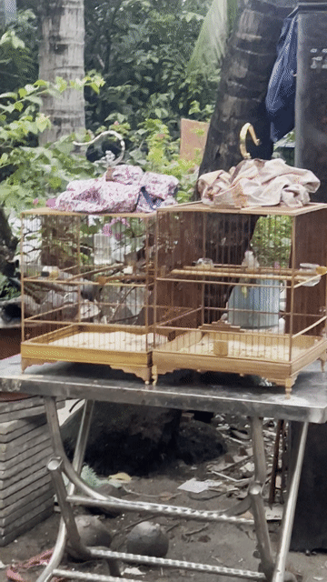 chim chào mào trống cho ae mang chim đến test. Mua bán Chim tại Quận Bình Thạnh Tp Hồ Chí Minh được đăng bởi duy nguyen hình 1