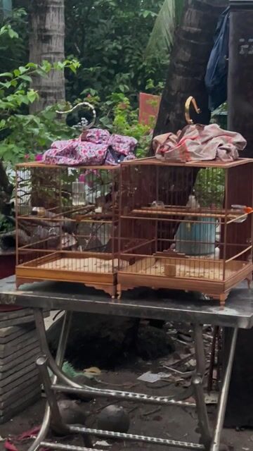 chim chào mào trống cho ae mang chim đến test. Mua bán Chim tại Quận Bình Thạnh Tp Hồ Chí Minh được đăng bởi duy nguyen hình 1