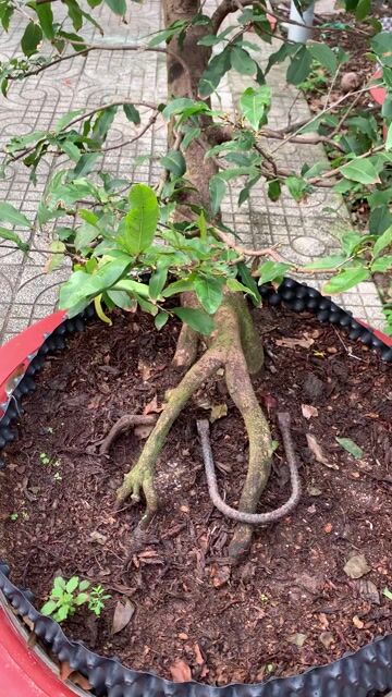 Cây cảnh Siêu bông bình lợi. Mua bán Cây cảnh, đồ trang trí tại Thành phố Mỹ Tho Tiền Giang được đăng bởi Dương Minh Tiến hình 1