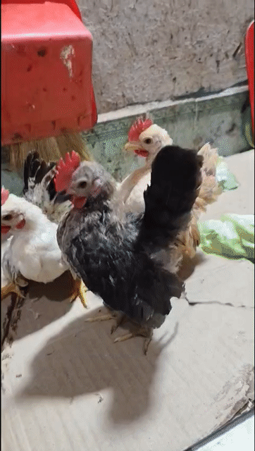 Gà cảnh nhiều màu. Mua bán Gà tại Quận Bình Tân Tp Hồ Chí Minh được đăng bởi quoc hình 1