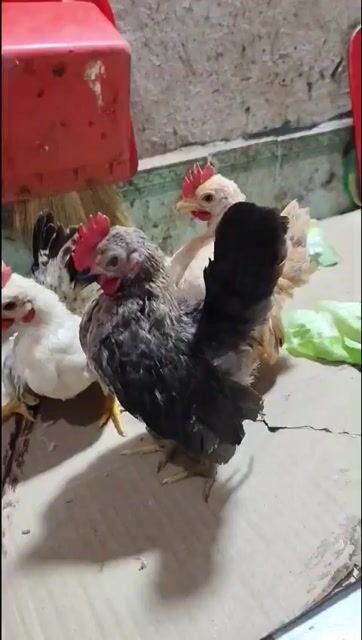 Gà cảnh nhiều màu. Mua bán Gà tại Quận Bình Tân Tp Hồ Chí Minh được đăng bởi quoc hình 1