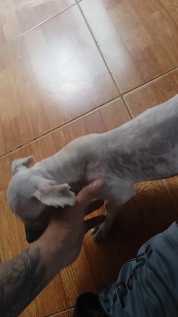 Chó con .. Mua bán Chó tại Thành phố Thuận An Bình Dương được đăng bởi Thần Long Đại Hiệp hình 1