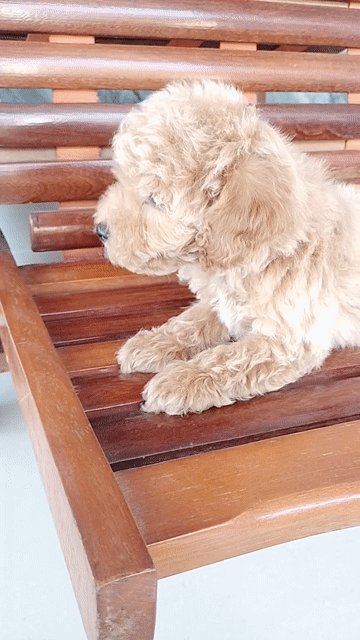 Chó Poodle nâu vàng. Mua bán Chó tại Huyện Định Quán Đồng Nai được đăng bởi Hồng Nhân hình 1