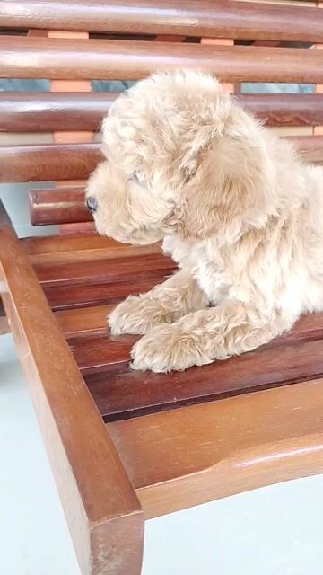 Chó Poodle nâu vàng. Mua bán Chó tại Huyện Định Quán Đồng Nai được đăng bởi Hồng Nhân hình 1