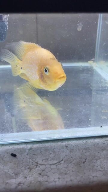 Cá La Hán Vàng. Mua bán Thú cưng khác tại Quận Tân Phú Tp Hồ Chí Minh được đăng bởi Tiến hình 1