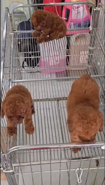 Chó Poodle Vàng kem, Nâu đỏ con đã tiêm phòng. Mua bán Chó tại Quận 6 Tp Hồ Chí Minh được đăng bởi thomnguyen hình 1