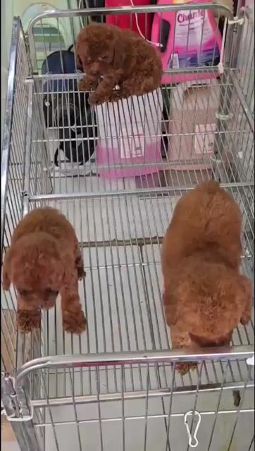 Chó Poodle Vàng kem, Nâu đỏ con đã tiêm phòng. Mua bán Chó tại Quận 6 Tp Hồ Chí Minh được đăng bởi thomnguyen hình 1