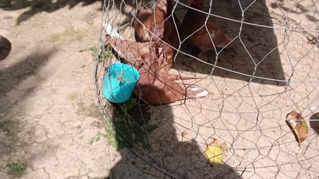 Chim bồ câu Bồ câu gà 2-3 tháng. Mua bán Chim tại Huyện Trà Ôn Vĩnh Long được đăng bởi PTT hình 1