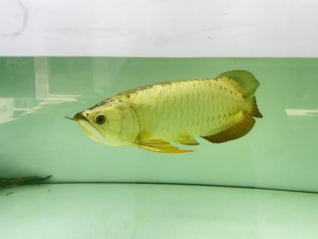 Bối đầu vàng chơi tết. Mua bán Thú cưng khác tại Thành phố Bến Tre Bến Tre được đăng bởi Huỳnh Thịnh hình 1