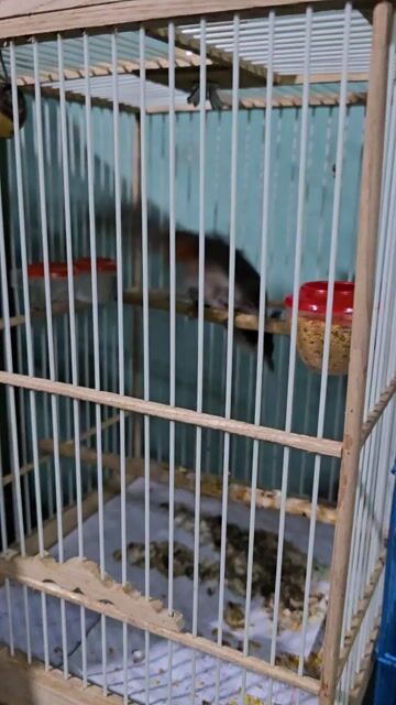 Chim Chào mào Đen, trắng, đỏ. Mua bán Chim tại Huyện Mỹ Xuyên Sóc Trăng được đăng bởi Hieu Ho hình 1