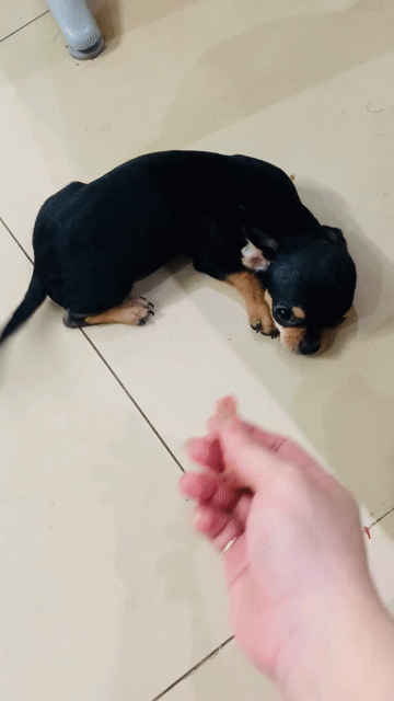 Chó Chihuahua đực đen vàng. Mua bán Chó tại Quận Tân Phú Tp Hồ Chí Minh được đăng bởi Ngân hình 1