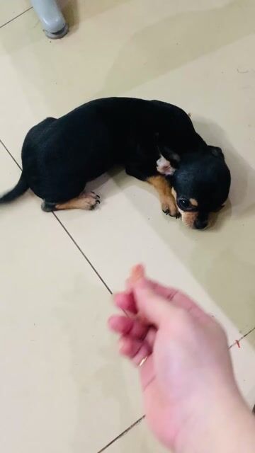 Chó Chihuahua đực đen vàng. Mua bán Chó tại Quận Tân Phú Tp Hồ Chí Minh được đăng bởi Ngân hình 1