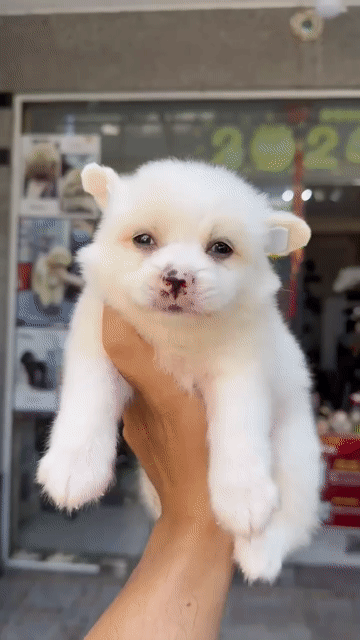 Chó con giống Poodle trắng 2 tháng đã tiêm. Mua bán Chó tại Quận Ngũ Hành Sơn Đà Nẵng được đăng bởi nhung nguyễn hình 1