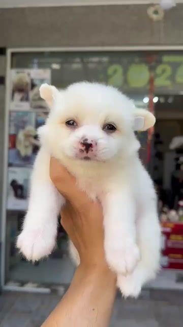 Chó con giống Poodle trắng 2 tháng đã tiêm. Mua bán Chó tại Quận Ngũ Hành Sơn Đà Nẵng được đăng bởi nhung nguyễn hình 1