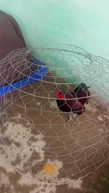 Gà Thái 2.75kg Đỏ đen. Mua bán Gà tại Huyện An Phú An Giang được đăng bởi Mạnh hải hình 1