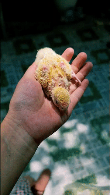 Vẹt Lovebird non vàng. Mua bán Chim tại Thành phố Thủ Đức Tp Hồ Chí Minh được đăng bởi Anton Nguyen hình 1