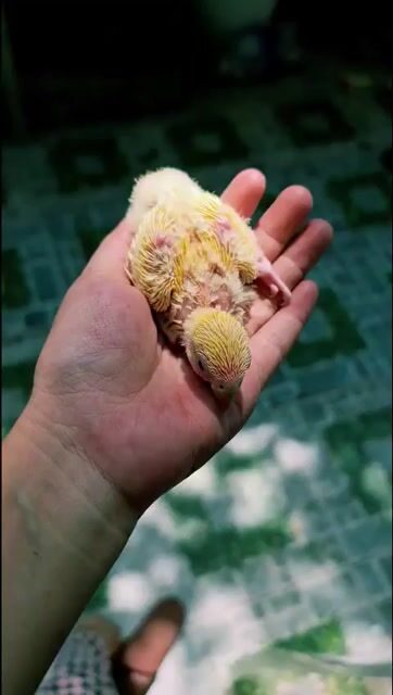 Vẹt Lovebird non vàng. Mua bán Chim tại Thành phố Thủ Đức Tp Hồ Chí Minh được đăng bởi Anton Nguyen hình 1