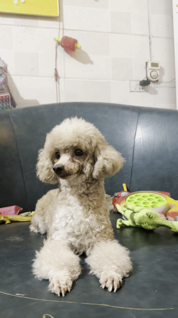 Poodle cái tơ tini. Mua bán Chó tại Huyện Hoài Đức Hà Nội được đăng bởi Lạc Lạc  hình 1