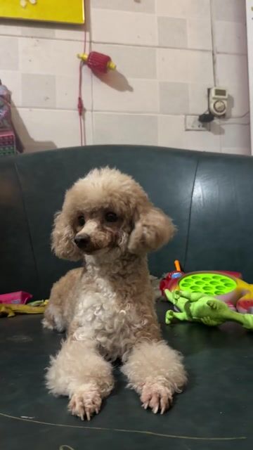 Poodle cái tơ tini. Mua bán Chó tại Huyện Hoài Đức Hà Nội được đăng bởi Lạc Lạc  hình 1