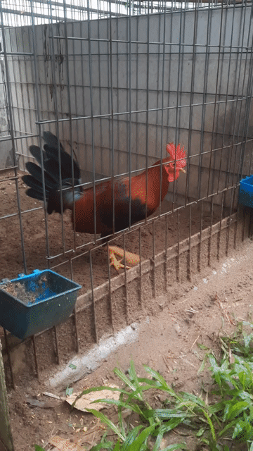 Gà chọi trống Nâu đỏ. Mua bán Gà tại Huyện Cần Giuộc Long An được đăng bởi Điện Đoàn hình 1