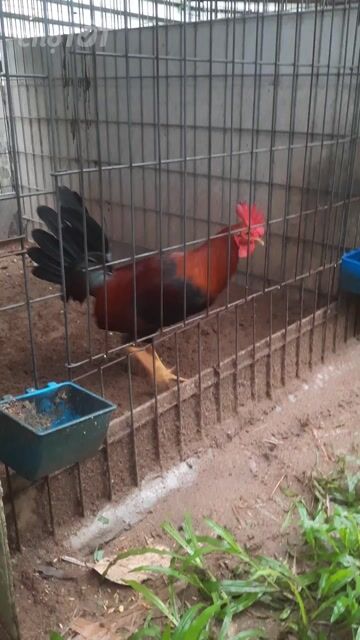 Gà chọi trống Nâu đỏ. Mua bán Gà tại Huyện Cần Giuộc Long An được đăng bởi Điện Đoàn hình 1