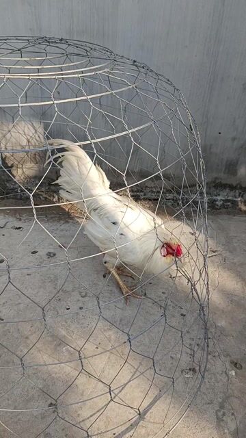 Gà chọi Trắng Đực. Mua bán Gà tại Quận Cái Răng Cần Thơ được đăng bởi Thắng hình 1