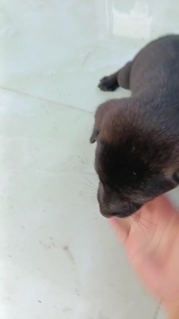 Bé Chó Con Mực Đen Tuyền xinh xắn. Mua bán Chó tại Huyện Củ Chi Tp Hồ Chí Minh được đăng bởi Nguyễn Hữu Tấn hình 1