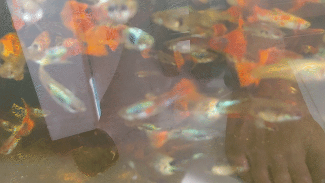 Guppy 1k/1con _ Cá cảnh 7 màu lai tạp 1k. Mua bán Thú cưng khác tại Thành phố Biên Hòa Đồng Nai được đăng bởi Hoa Lan Sưu Tầm hình 1