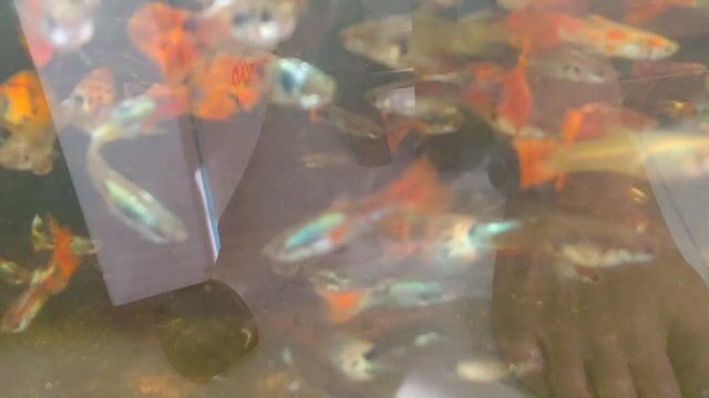 Guppy 1k/1con _ Cá cảnh 7 màu lai tạp 1k. Mua bán Thú cưng khác tại Thành phố Biên Hòa Đồng Nai được đăng bởi Hoa Lan Sưu Tầm hình 1