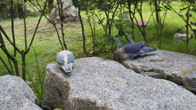 vẹt lovebird Trắng Xanh bán 1 cặp. Mua bán Chim tại Huyện Châu Thành Tiền Giang được đăng bởi Tudoi hình 1