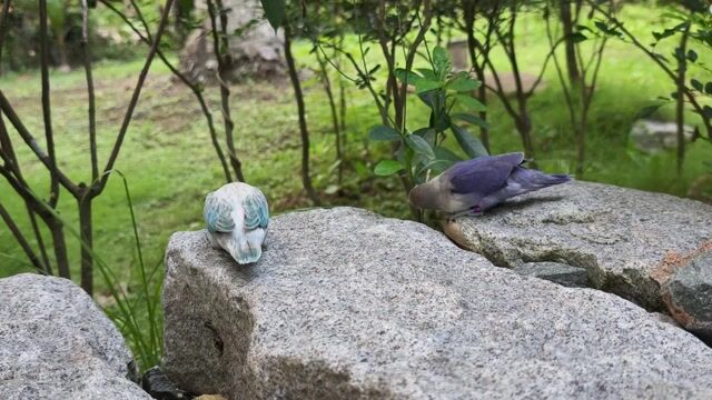 vẹt lovebird Trắng Xanh bán 1 cặp. Mua bán Chim tại Huyện Châu Thành Tiền Giang được đăng bởi Tudoi hình 1