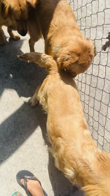 Golden Retriever Trưởng Thành. Mua bán Chó tại Quận Bình Thạnh Tp Hồ Chí Minh được đăng bởi ViVi hình 1