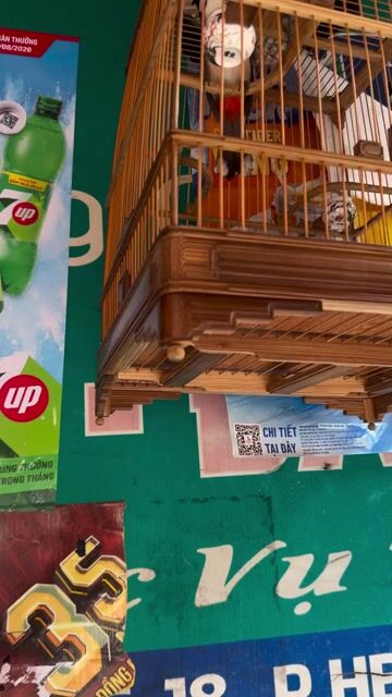 Chim chào mào 4 mùa thuần 98%, không lồng. Mua bán Chim tại Thành phố Thủ Đức Tp Hồ Chí Minh được đăng bởi thịnh phát hình 1