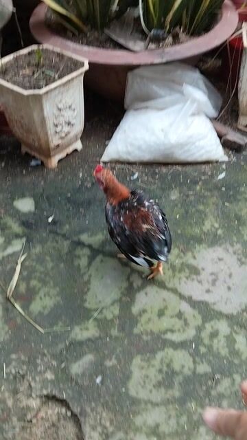 Gà bông cộc mini Đa sắc mini. Mua bán Gà tại Thành phố Vũng Tàu Bà Rịa - Vũng Tàu được đăng bởi GÀ TRE BẮC 72 VT hình 1