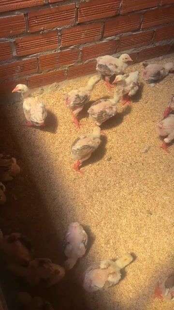 Gà Đông Tảo 500gr trở lên. Mua bán Gà tại Thành phố Thủ Dầu Một Bình Dương được đăng bởi khoa nguyen hình 1