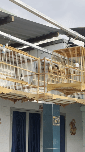 Chim chào mào 2 mùa. Mua bán Chim tại Huyện Hóc Môn Tp Hồ Chí Minh được đăng bởi Mai Đạt hình 1