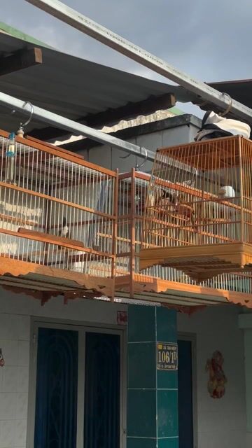 Chim chào mào 2 mùa. Mua bán Chim tại Huyện Hóc Môn Tp Hồ Chí Minh được đăng bởi Mai Đạt hình 1