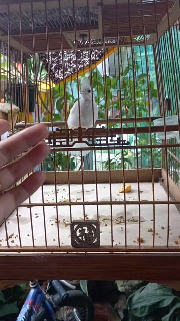 Chào mào bạch. Mua bán Chim tại Thành phố Thủ Đức Tp Hồ Chí Minh được đăng bởi Long hình 1